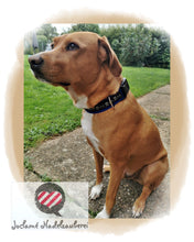 Laden Sie das Bild in den Galerie-Viewer, Hundehalsband (einfache Version) Ein Preis für alle Größen